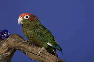 Conure: Rose-Crowned Parakeet