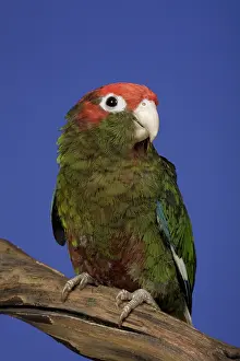 Conure: Rose-Crowned Parakeet