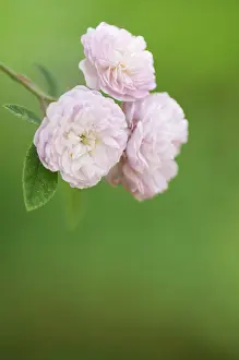 Damascena: Rose