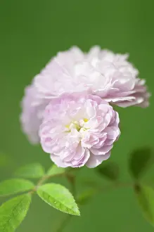 Damascena: Rose
