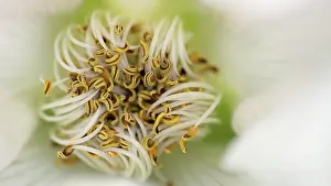 Canina: Rose, Dog rose, Rosa canina, Overhead macro view