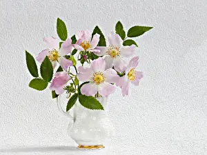 Vase: Rose, Dog rose, Rosa canina posy in jug vase. Artistic