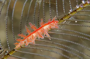 Cerata: Rose Doto Nudibranch