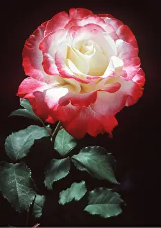 Double: ROSE - Double Delight