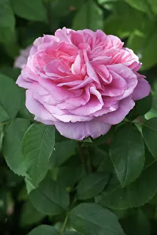 Favourite: Rose, Double Rose, Rosa Gertrude Jekyll, pink flower surr