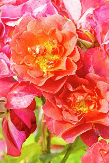 Mayo: Rose floribunda, Rosa Cinco de Mayo Breeder: Carruth