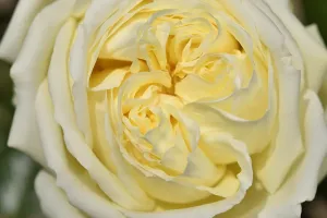 Alcazar: Rose Flower The Alcazar, breeder: Hans J&, x329e5ba0;Evers
