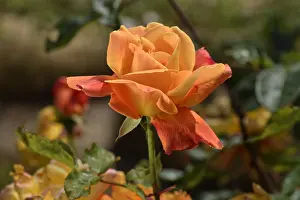 Marne: Rose Flower Sutter's Gold, Cl. Breeder: O.L