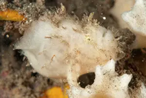 Manado: Rose Frogfish - luring while being camouflaged next