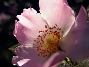 Gallica: Rose