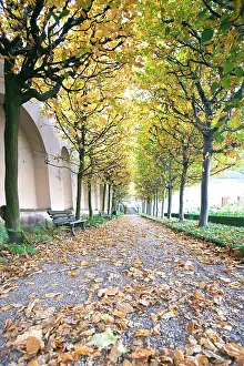 Pathway: Rose garden in the Neue Residenz (New Palace)