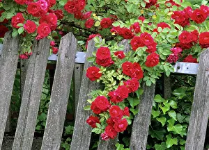 Picket: Rose garden - picket fence overgrown by a bush of red roses