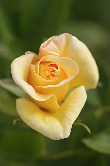 Classic: Rose, Goldbusch rose, Rosa Goldbusch, Yellow