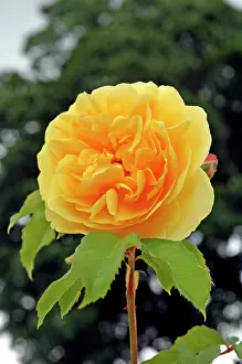Thomas: Rose - Graham Thomas
