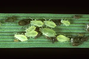 Photomicrography: Rose grain aphids on a barley leaf