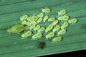 Viviparous: Rose-grain aphids (Melapolophium dirhodum)