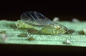 Photomicrography: Rose grain aphids winged alate