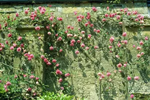 Climbers: Rose - growing against old climbing wall