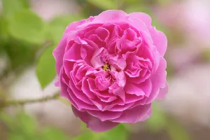 Classic: Rose Harlow Carr, Rosa Harlow Carr, Pink subject