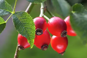 Canina: Rose Hip