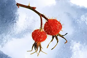 Hips: Rose hip - frozen