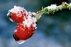 Hips: Rose hip - frozen in garden