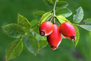 Canina: Rose hip or Rose Haw