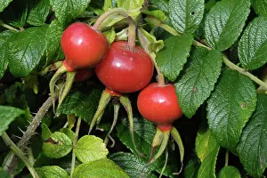 Sepals: Rose hips