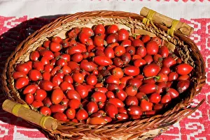 Hips: Rose-hips collected for drying for use in herbal