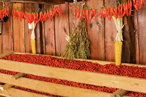 Hips: Rose-hips collected for drying for use in herbal