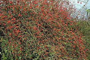 Canina: Rose Hips - fruits of Dog Rose in hedgerow, autumn