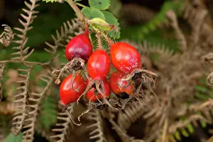 Hips: Rose-hips Hips of Sweet-briar Autumn