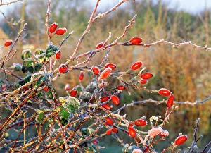 Hips: Rose Hips - with hoar frost