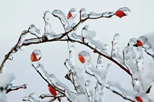 Rose Hips - on ice covered wild rose branch in winter