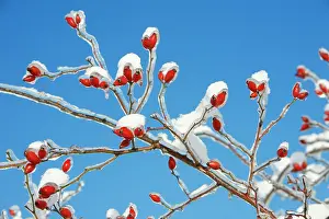 Hips: Rose Hips - on snow and ice covered wild rose branch