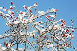 Hips: Rose Hips - on snow and ice covered wild rose branch