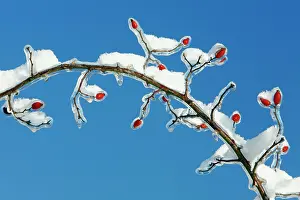 Hips: Rose Hips - on snow and ice covered wild rose branch