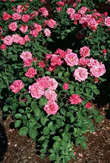 Allen Paterson: ROSE - Hybrid Tea shrub rose Electron
