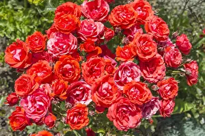 Floribunda: Rose la sevillana, Norfolk UK