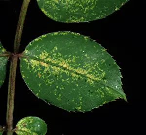 Leafhopper: Rose Leafhopper damage to rose leaf