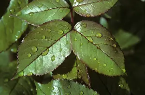 Droplets: Rose leaves with rain droplets