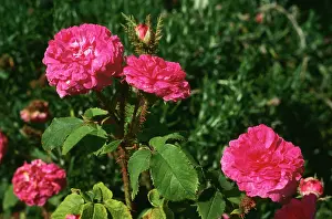 Centifolia: Rose - Little Gem