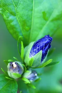 Opening: Rose mallow Blue Bird, Hibiscus syriacus Oiseau