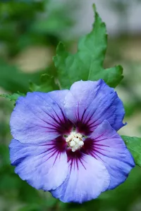 Bleu: Rose mallow Blue Bird, Hibiscus syriacus Oiseau