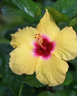 Mallow: Rose mallow, Hibiscus rosa-sinensis cultivar, Front