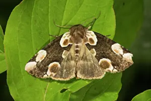 Peach: Rose owl (Thyatira batis) on a leaf, Baden-Wurttemberg