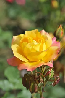 Apricot: Rose Pareo in summer Ile-de-France France