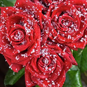 Raindrops: Rose petals - in snow