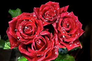 Raindrops: Rose petals - in snow
