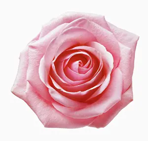 Favourite: Rose, a pink Rosa, Close view from overhead of a